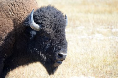 Amerikan Bison, Yellowstone Milli Parkı, Rocky Dağları