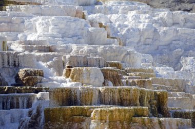 Travertine Terasları, Mamut Kaplıcaları, Yellowstone
