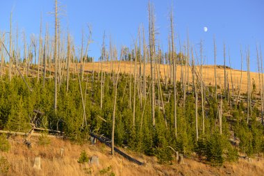 Pine forests with new growth after the forest fires of 1988 burned large sections of Yellowstone National Park, Wyoming, USA clipart