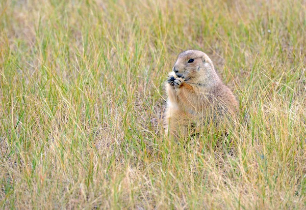 Prairie dogs are burrowing rodents native to several Rocky Mountain and Great Plains states and live in large communities underground. — Stock Photo, Image