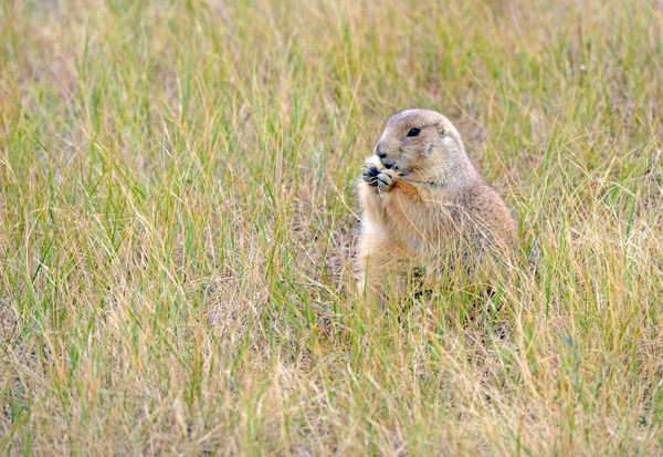 Cães da pradaria estão enterrando roedores nativos de vários estados da Montanha Rochosa e Great Plains e vivem em grandes comunidades subterrâneas . — Fotografia de Stock