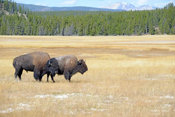 Amerikaanse bizon, Yellowstone National Park, Rocky Mountains — Stockfoto