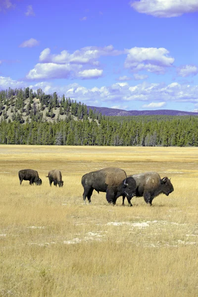 American Bison, Parque Nacional de Yellowstone, Montanhas Rochosas — Fotografia de Stock