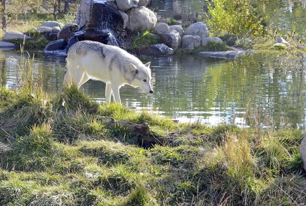 stock image Gray wolf in yellowstone, Rocky Mountains, a success story