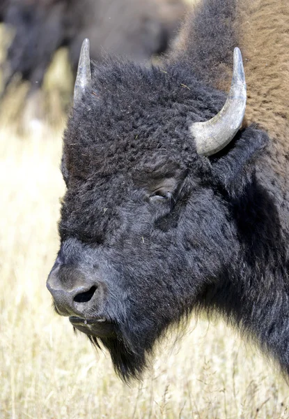 American Bison, Parque Nacional de Yellowstone, Montanhas Rochosas — Fotografia de Stock