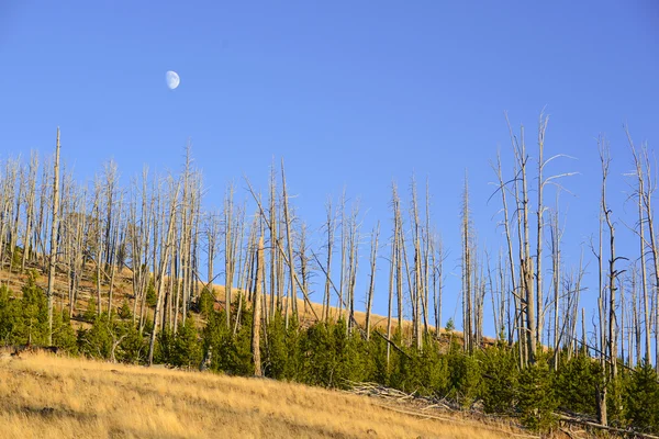 Lasy sosnowe z nowego wzrostu po pożarach z 1988 r. spalił dużej części Parku Narodowego Yellowstone, Wyoming, Stany Zjednoczone Ameryki — Zdjęcie stockowe