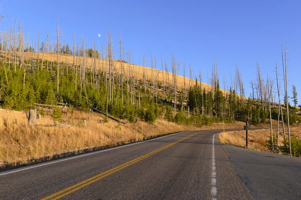 Pine forests with new growth after the forest fires of 1988 burned large sections of Yellowstone National Park, Wyoming, USA — Stock Photo, Image