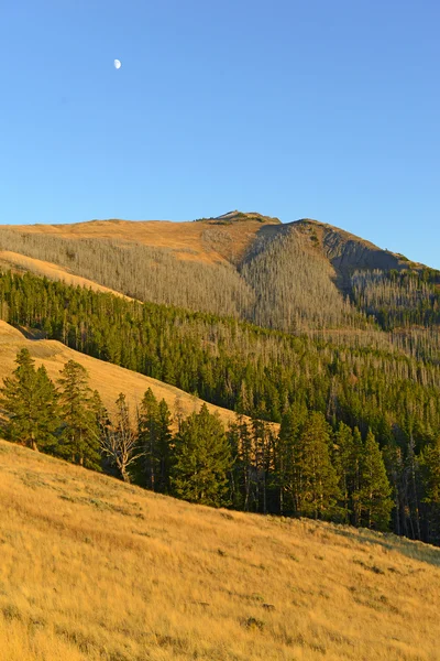 Lasy sosnowe z nowego wzrostu po pożarach z 1988 r. spalił dużej części Parku Narodowego Yellowstone, Wyoming, Stany Zjednoczone Ameryki — Zdjęcie stockowe