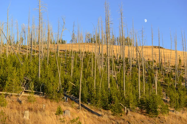 Florestas de pinheiros com novo crescimento após os incêndios florestais de 1988 queimaram grandes seções do Parque Nacional de Yellowstone, Wyoming, EUA — Fotografia de Stock