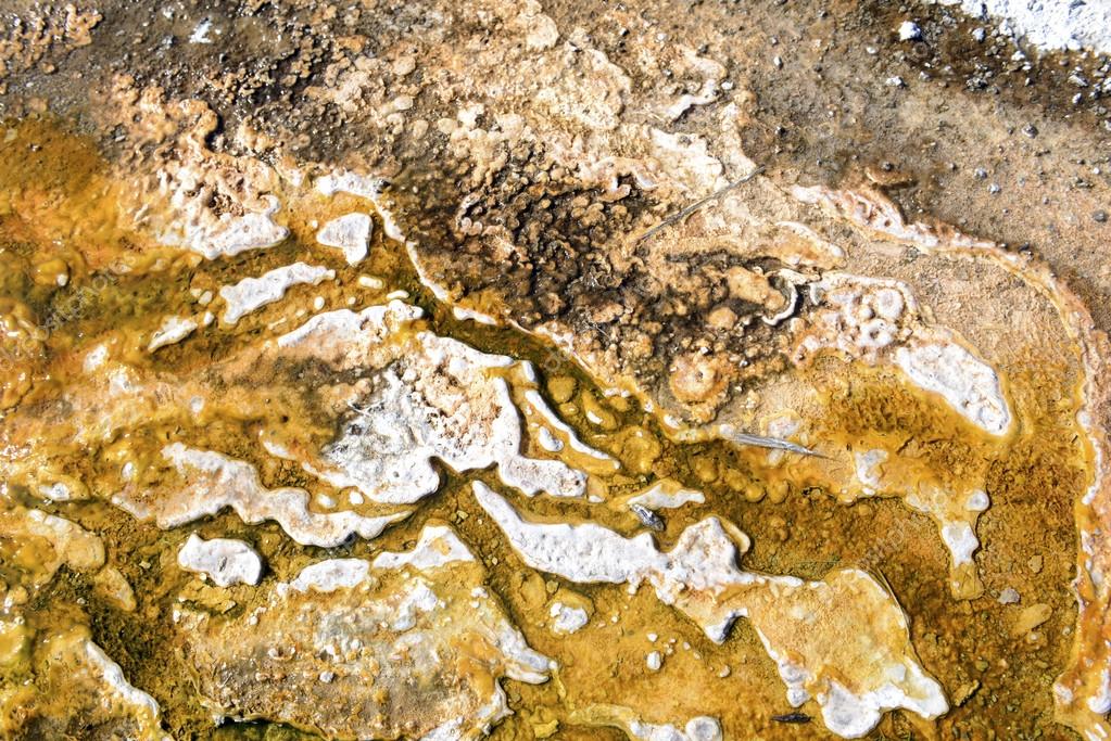 Thermophile Bacteria mats in hot spring runoff, Yellowstone National Park