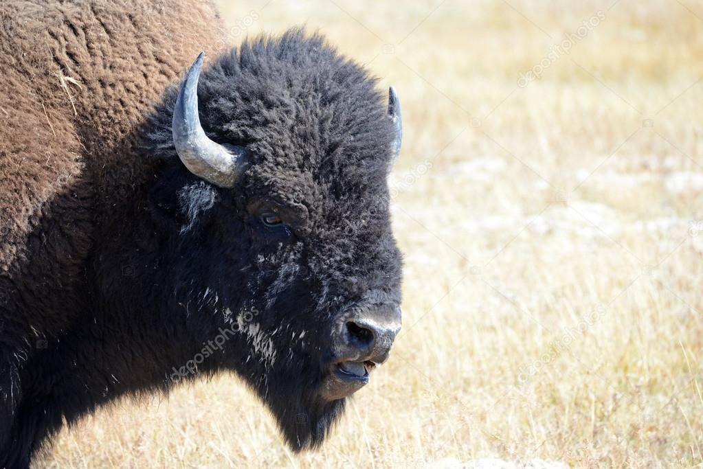 American Bison, Yellowstone National Park, Rocky Mountains