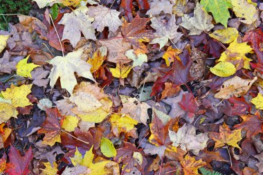 Sonbahar renkleri, Adirondacks, New York sonbahar yaprakları