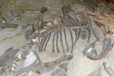 Mammoth dig site in Hot Springs, South Dakota