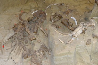 Mammoth dig site in Hot Springs, South Dakota