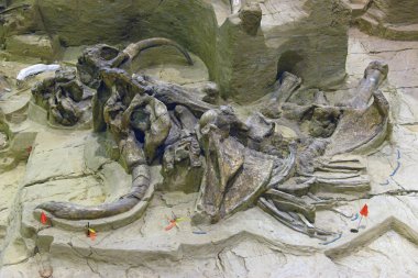 Mammoth dig site in Hot Springs, South Dakota
