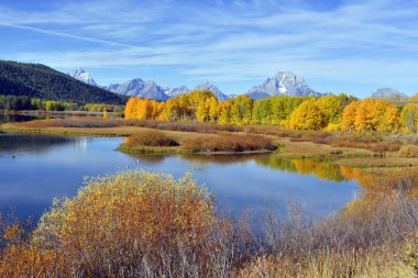 Sonbahar yaprakları, sonbahar renkleri Grand Teton Milli Parkı'nda