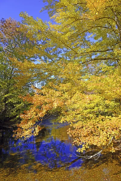Jesienne liście w kolorach jesieni, Adirondacks, Nowy Jork — Zdjęcie stockowe