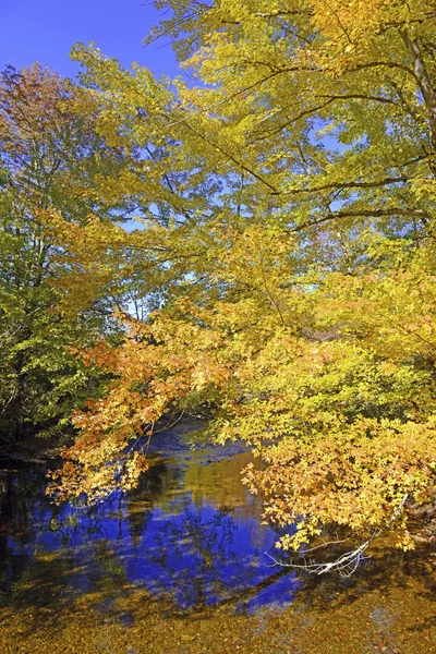 Hojas de otoño en colores Otoño, Adirondacks, Nueva York — Foto de Stock