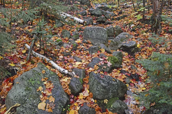 Herfstbladeren in Fall kleuren, Adirondacks, New York — Stockfoto