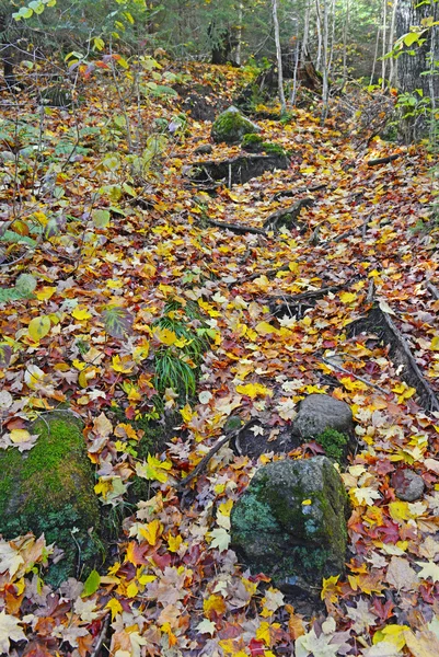 Hojas de otoño en colores Otoño, Adirondacks, Nueva York — Foto de Stock