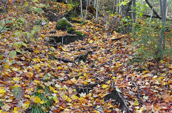 Hojas de otoño en colores Otoño, Adirondacks, Nueva York — Foto de Stock