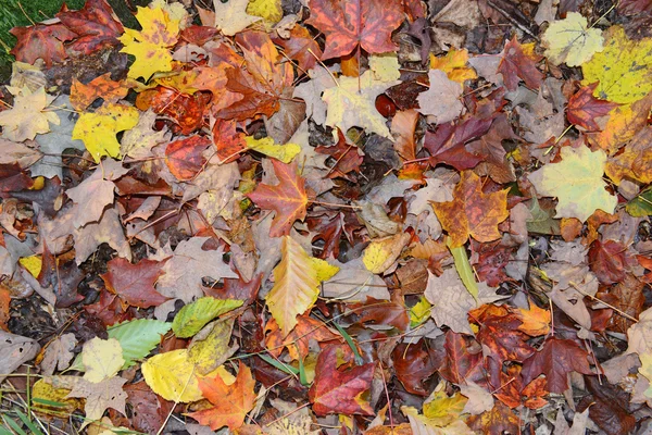 Autumn leaves in Fall colors, Adirondacks, New York — Stock Photo, Image