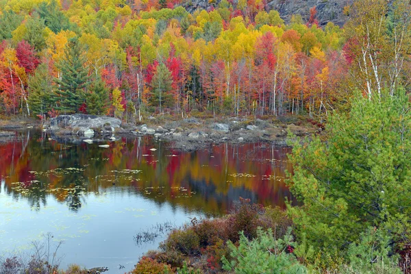 Hojas de otoño en colores Otoño, Adirondacks, Nueva York — Foto de Stock