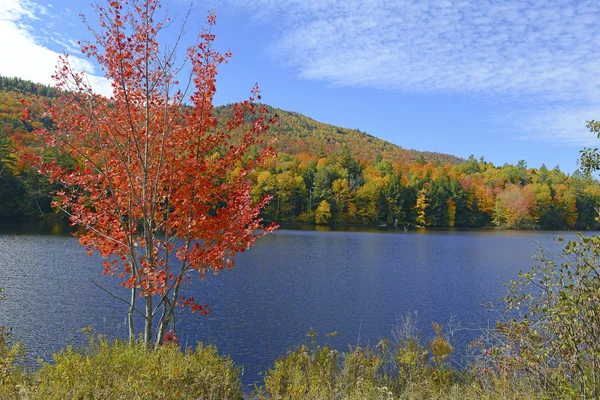 Podzimní listí v barvách podzimu, Adirondacks, New York — Stock fotografie