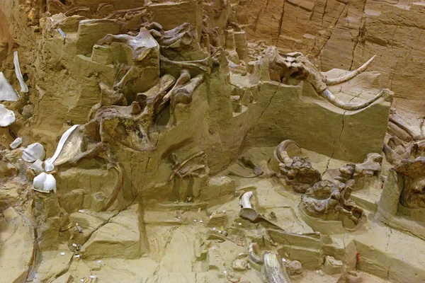 Mammoth dig site in Hot Springs, South Dakota — Stok fotoğraf