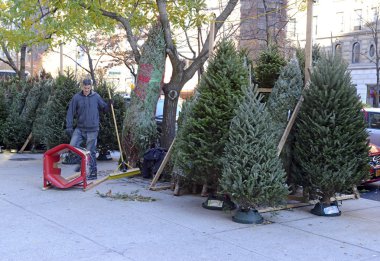 Noel ağaçları Manhattan sokaklarında satıyor satıcılar.