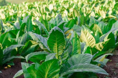 Tobacco plantation. Nicotine for the tobacco industry. Cigarette raw material. Tobacco farming. Tobacco plantation in southern Brazil. clipart
