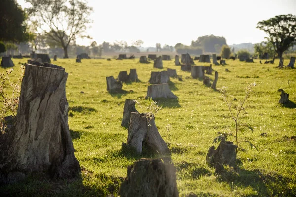 Ormansız alan. Çevre. Brezilya 'da sığır yetiştirme alanı hazırlığı. Kök salmak. Kırsal alan. Sığır çiftliği..