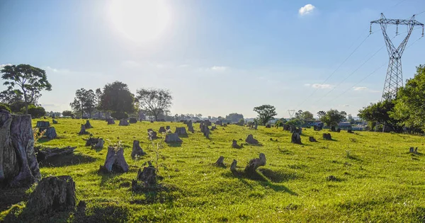 Ormansız alan. Çevre. Brezilya 'da sığır yetiştirme alanı hazırlığı. Kök salmak. Kırsal alan. Sığır çiftliği..
