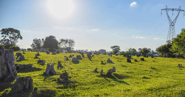 Deforested field. Environment. Preparation of cattle raising area in Brazil. Digging of roots. Rural landscape. Beef cattle breeding area.