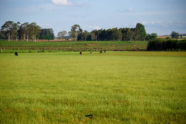Boerderijdieren Uitgebreid Veehouderijgebied Staat Rio Grande Sul Brazilië Rundvee Fokken — Stockfoto