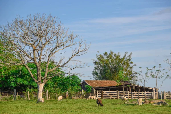 Bando Ovelhas Ovelhas Alimentando Curral Uma Pequena Propriedade Rural Área — Fotografia de Stock