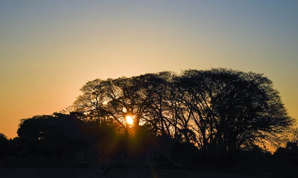 農村風景や夜 午後遅くまで 太陽はリオ グランデ スルのパンパ ビームの木に設定されています ブラジル 平和と穏やかな感じ 霊性と自然 自然の美しさ — ストック写真