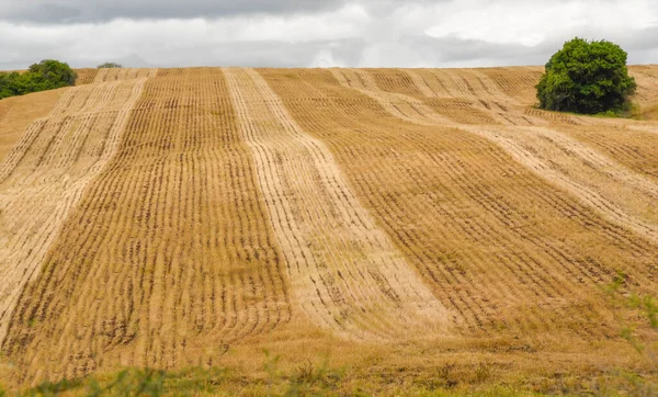 Zemědělská Výroba Sójová Plantáž Brazílii Venkovská Krajina Přesné Zemědělství Dokud — Stock fotografie
