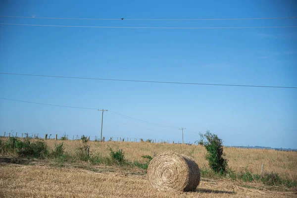 Hay rolls. Agriculture. Field after harvest. Rural landscape. Harvesting grain, harvesting wheat. Animal feed silage. Silage for the winter. Small rural property.