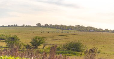 Kırsal alan. Güney Brezilya 'da büyükbaş hayvan yetiştirme arazisi. 