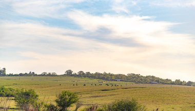 Kırsal alan. Güney Brezilya 'da büyükbaş hayvan yetiştirme arazisi. 