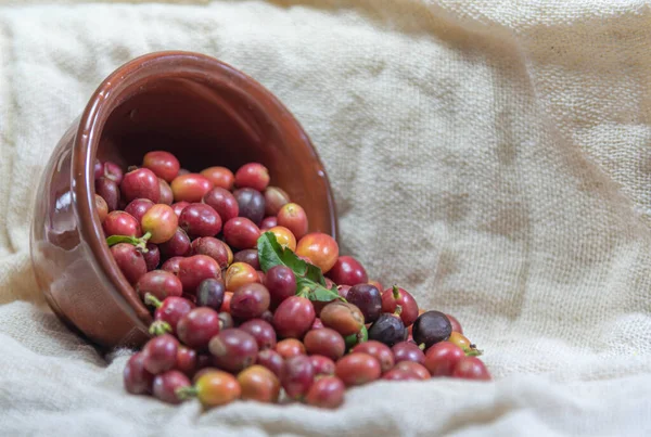 Verse Koffievruchten Koffiebonen Verspreid Porseleinen Zak Kom Warm Drank Ingrediënt — Stockfoto