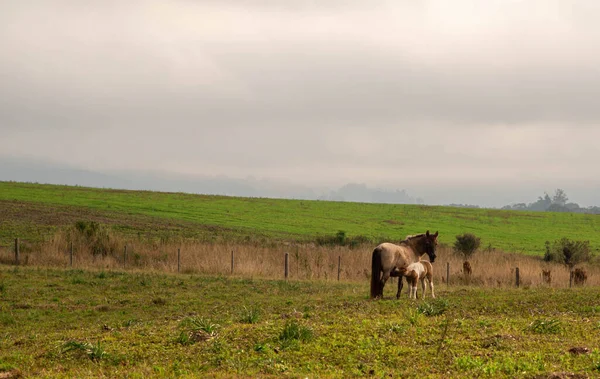 Paisagem Rural Cavalgadas Animais Quinta Cena Filhote Cavalo Amamentando Alimentando — Fotografia de Stock
