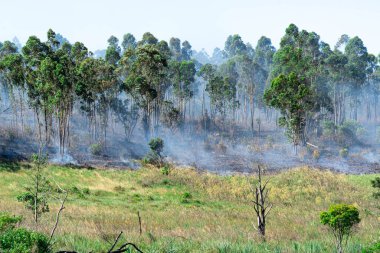Orman yangını. Duman ve ateş. Çevre koruma alanı. Doğal afet. Brezilya 'da yanma. Atlantik Ormanı 'nda yangın.