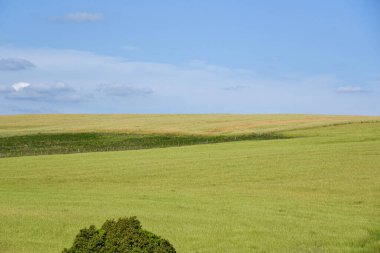 Kırsal alan. Çimen ekilmiş tarlalar. Mavi gökyüzü ve bulutlar. Güney Amerika Pampa biyomunun manzarası. Brezilya 'da tarım ve çiftlik hayvanları üretim alanı. Flora ve doğa. Çiftlikler.