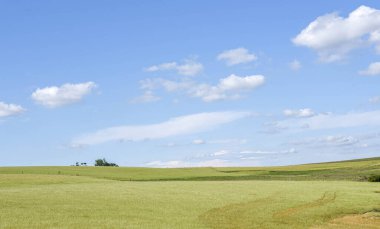 Kırsal alan. Çimen ekilmiş tarlalar. Mavi gökyüzü ve bulutlar. Güney Amerika Pampa biyomunun manzarası. Brezilya 'da tarım ve çiftlik hayvanları üretim alanı. Flora ve doğa. Çiftlikler.