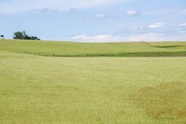Kırsal alan. Çimen ekilmiş tarlalar. Mavi gökyüzü ve bulutlar. Güney Amerika Pampa biyomunun manzarası. Brezilya 'da tarım ve çiftlik hayvanları üretim alanı. Flora ve doğa. Çiftlikler.