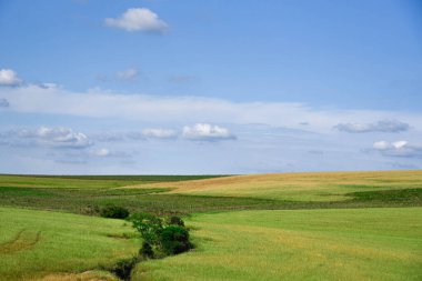 Kırsal alan. Çimen ekilmiş tarlalar. Mavi gökyüzü ve bulutlar. Güney Amerika Pampa biyomunun manzarası. Brezilya 'da tarım ve çiftlik hayvanları üretim alanı. Flora ve doğa. Çiftlikler.