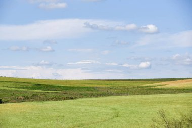Kırsal alan. Çimen ekilmiş tarlalar. Mavi gökyüzü ve bulutlar. Güney Amerika Pampa biyomunun manzarası. Brezilya 'da tarım ve çiftlik hayvanları üretim alanı. Flora ve doğa. Çiftlikler.