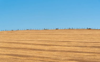 Soya üretim alanları. İnceleme ve ekin rotasyonu. Tekniğe kadar hayır. Soya fasulyesi ekimi için çimen kamışı kestim. Hassas tarım. Brezilya 'da tarım üretimi.
